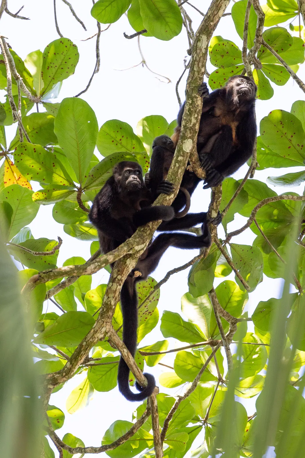 Karibik Expedition – tropische Landschaft an Costa Ricas Karibikküste