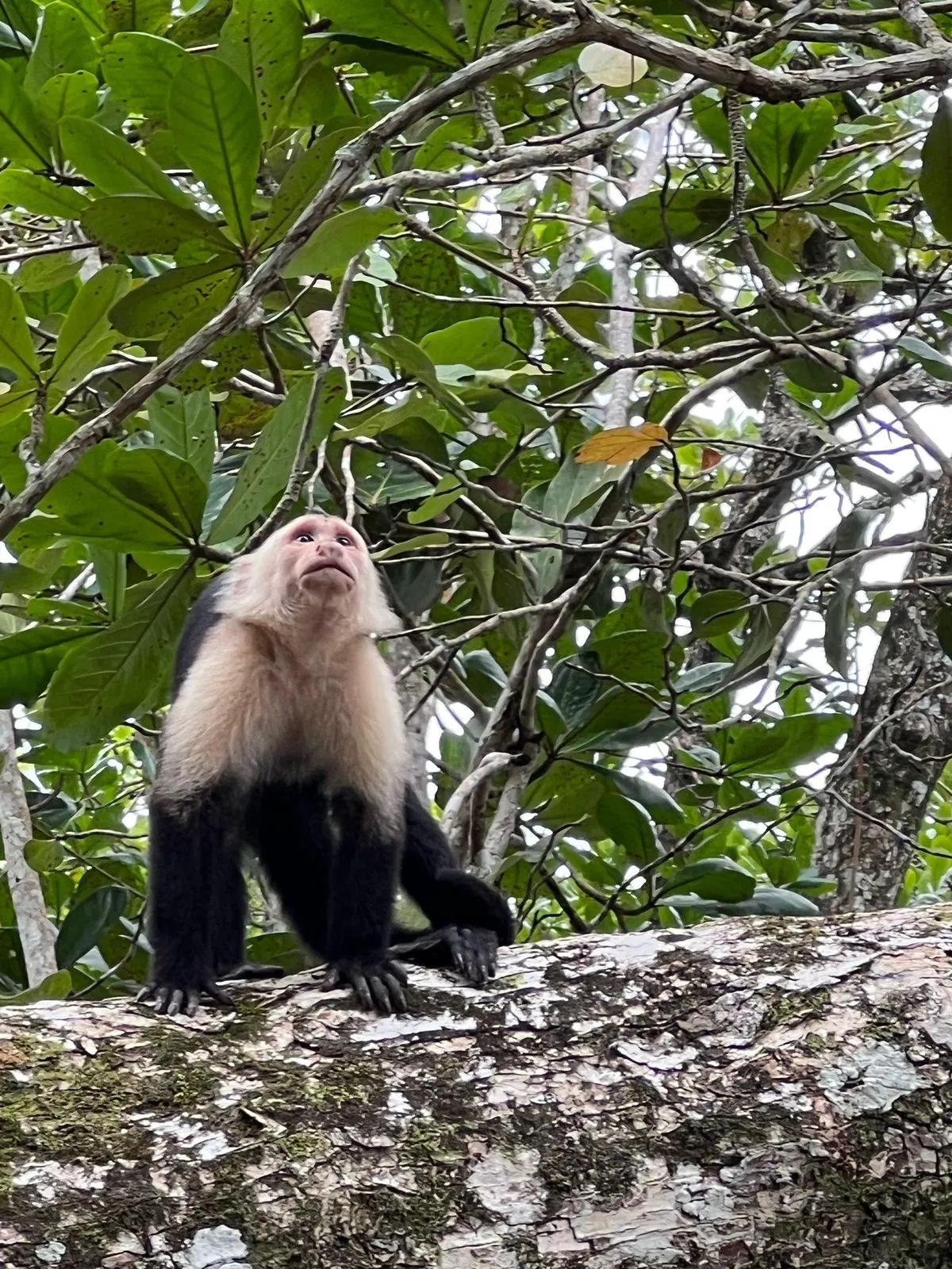 Karibik Expedition – Naturmoment bei Puerto Limón