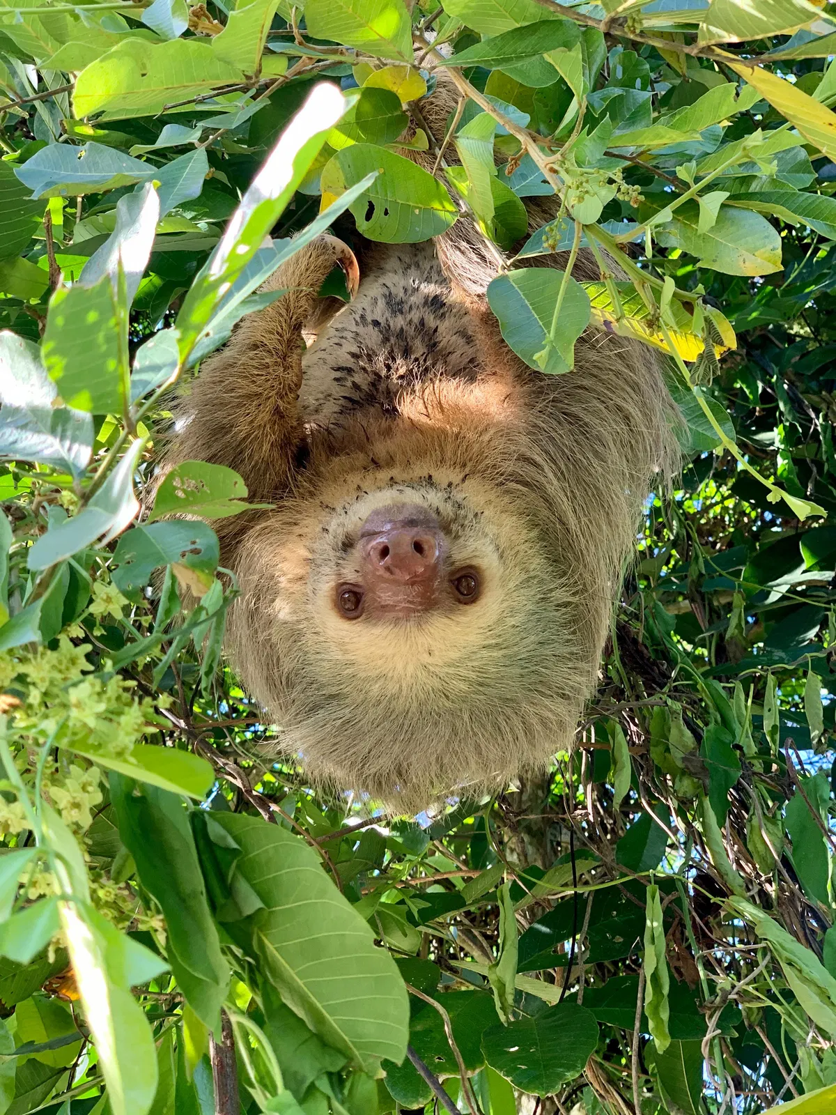 Karibik Expedition – Naturerlebnis rund um Puerto Limón