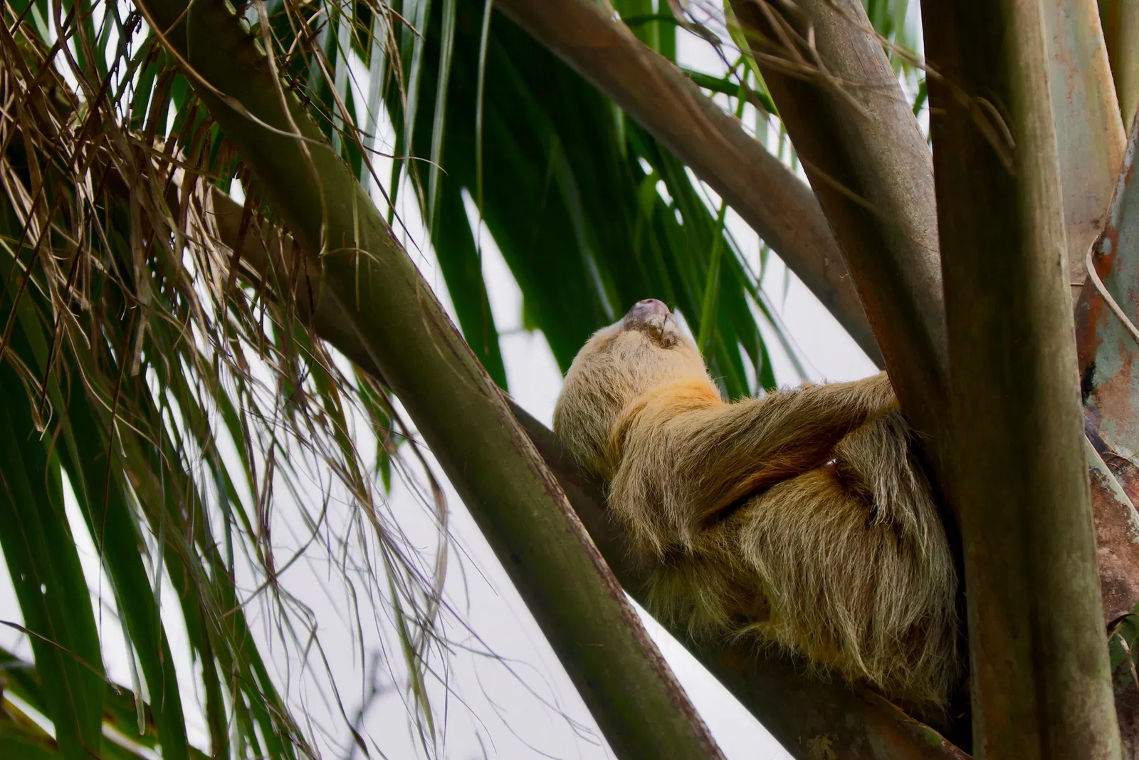Karibik Expedition – authentische Eindrücke aus Puerto Limón