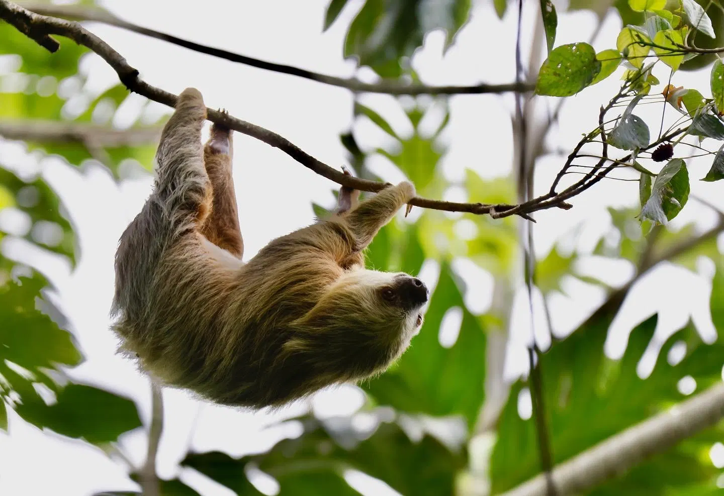 Natur Pur Tour in Cahuita